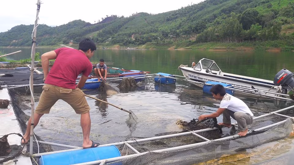 Nuôi cá lồng mở ra nhiều cơ hội làm giầu cho bà con nông dân tỉnh Hòa Bình.