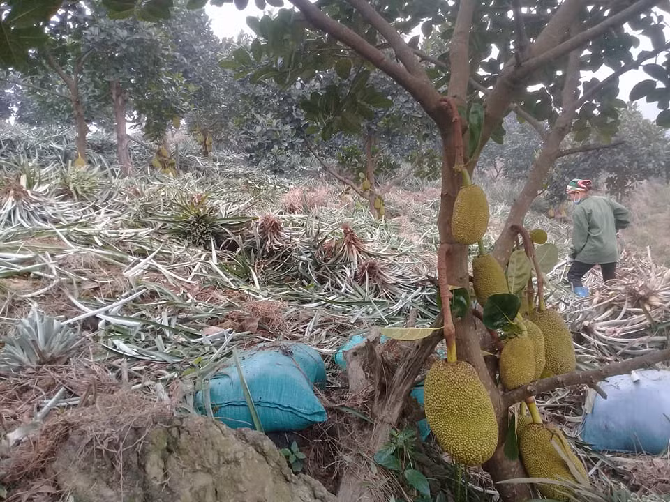 Vườn mít Thái của chị Hiền ra sai trĩu quả. Quả trái vụ mà phát triển rất đều. Trọng lượng quả từ 5-30kg.