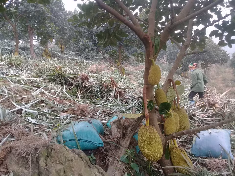 Với 1000 cây mít cho thu hoạch, Tết này chị Hiền sẽ đếm tiền mỏi tay.