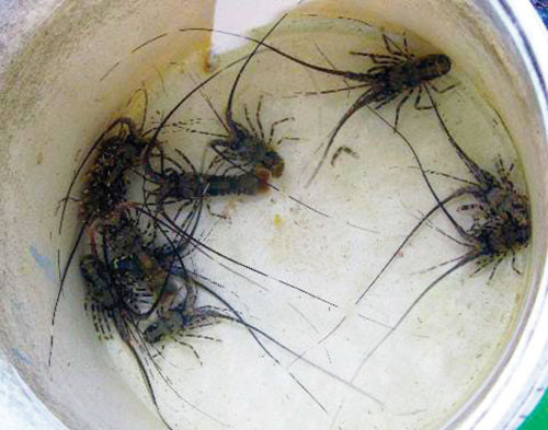 Những con tôm hùm nhí người dân thị trấn Phan Rí Cửa, huyện Tuy Phong, tỉnh Bình Thuận luôn được các thương lái bỏ tiền ra thu mua, số lượng bao nhiêu cũng mua hết.