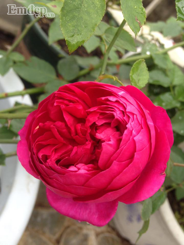 Hồng Red Eden nở rực rỡ.