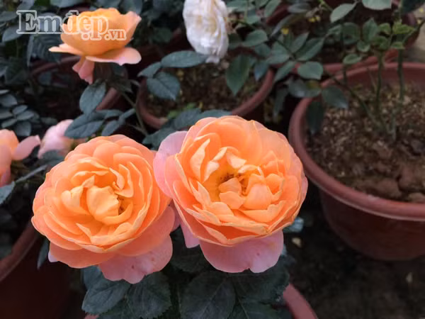 Đất trồng và giống là hai yếu tố Trung đặc biệt quan tâm khi bắt tay vào trồng hồng.