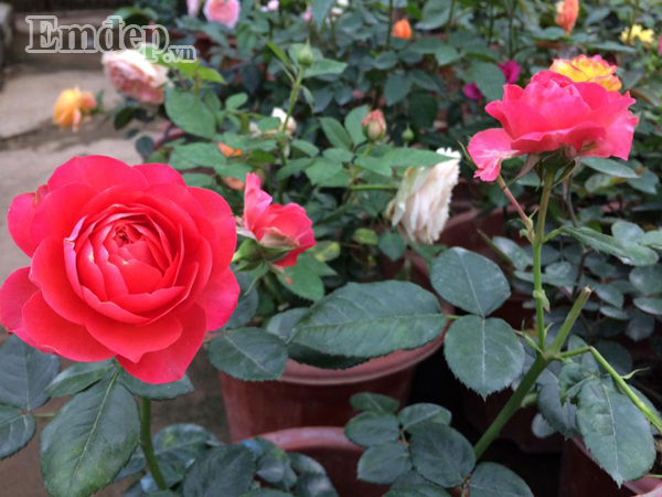 Góc vườn nhỏ luôn ngập tràn hương sắc của các loại hồng.