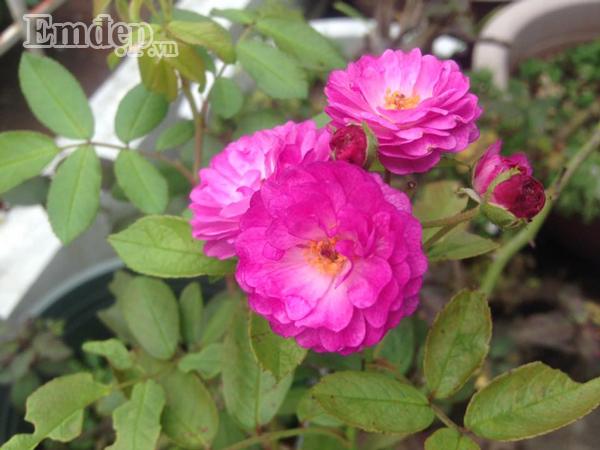 Hồng vineyard song mang hồng pha sắc tím dịu dàng, đầy mê hoặc.