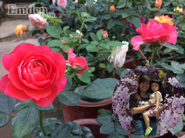 Chị Trung - chủ nhân vườn hồng nhỏ xinh 18m2.
