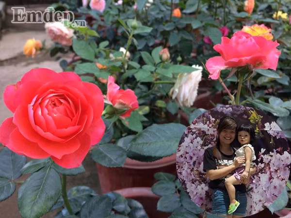 Chị Trung - chủ nhân vườn hồng nhỏ xinh 18m2.