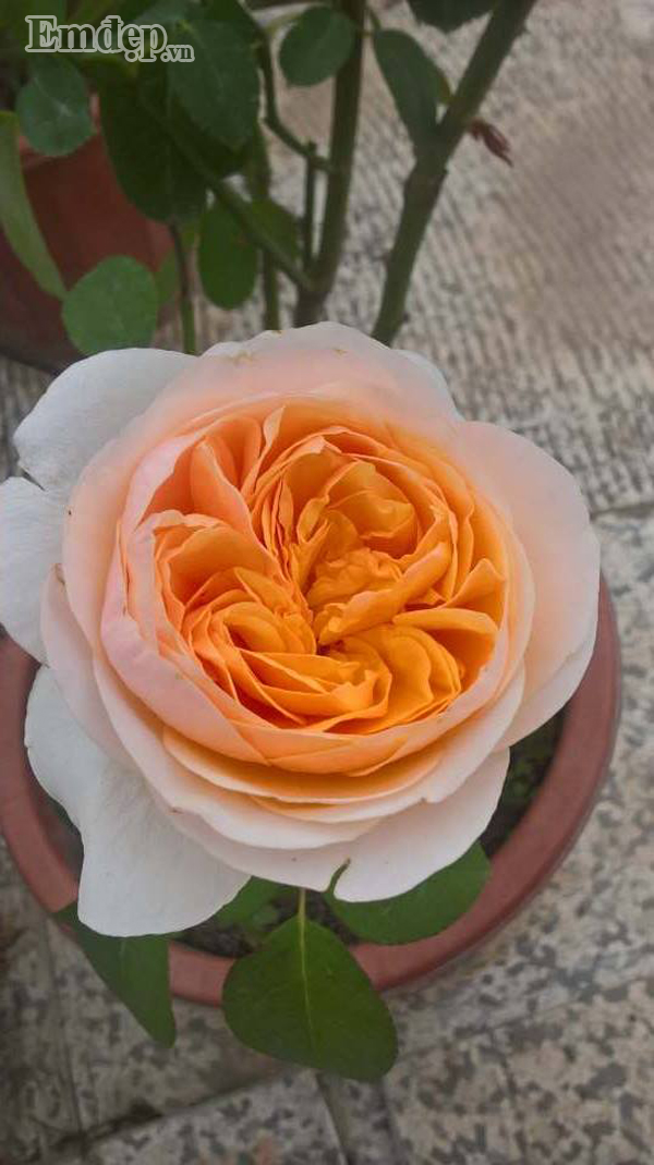 Juliet - bông hồng triệu đô nở đúng màu đúng dáng (form) do được chăm sóc cẩn thận.