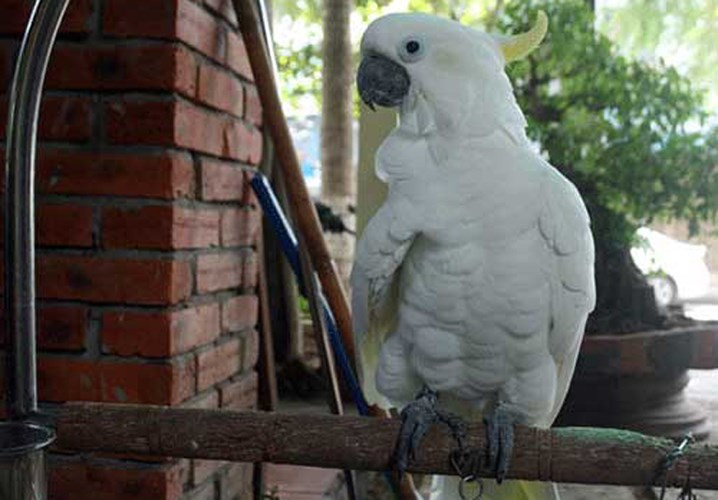 Chú vẹt Úc lông trắng, mào vàng độc nhất vô nhị ở Đà Nẵng có giá hơn 2.000 USD.