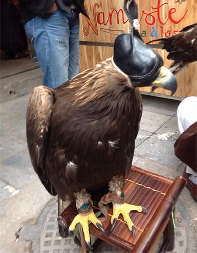 Đại bàng Mông Cổ giá 200 triệu 'khuấy động' Hà Nội.