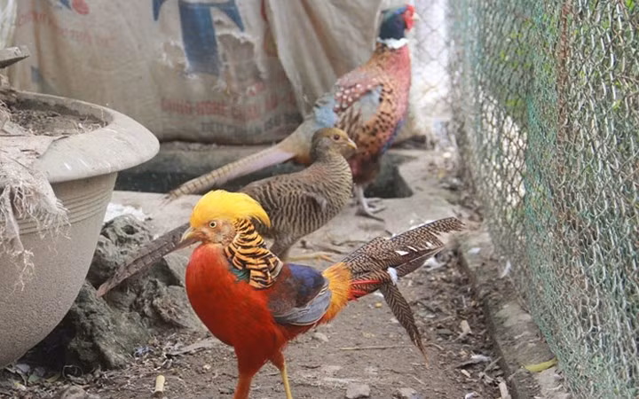 Chú chim trĩ 9 màu có giá nghìn đô.