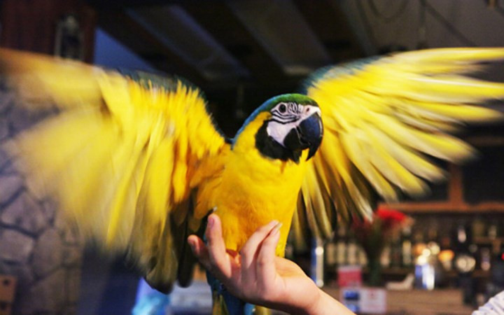 Nuôi vẹt Nam Mỹ cũng là thú chơi “ngông” của đại gia Hà thành.