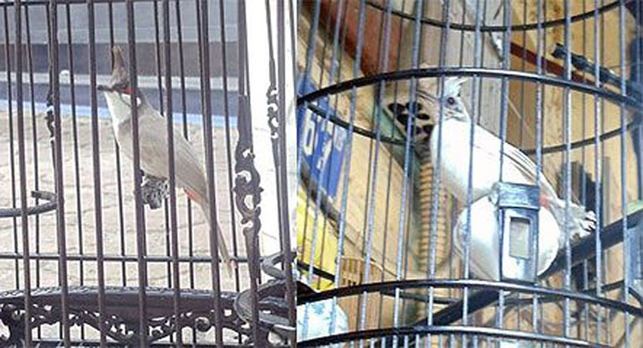 Chào mào màu tro và chào mào bạch tạng của một người sành chơi chim ở Hà Nội có giá lên đến cả trăm triệu đồng.