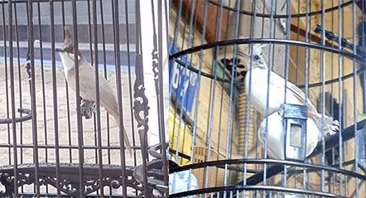 Chào mào màu tro và chào mào bạch tạng của một người sành chơi chim ở Hà Nội có giá lên đến cả trăm triệu đồng.