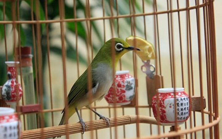 Chú chim vành khuyên có giá “khủng” 110 triệu đồng được một "đại gia" Hải Phòng mua về từ Hà Nội.