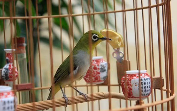 Chú chim vành khuyên có giá “khủng” 110 triệu đồng được một "đại gia" Hải Phòng mua về từ Hà Nội.