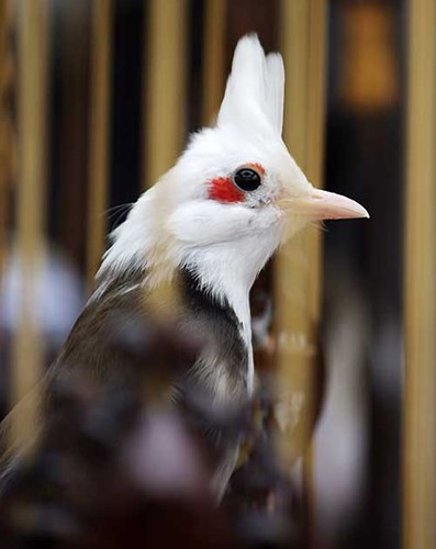 "Nữ hoàng" chào mào này từng được hỏi mua giá 300 triệu đồng.