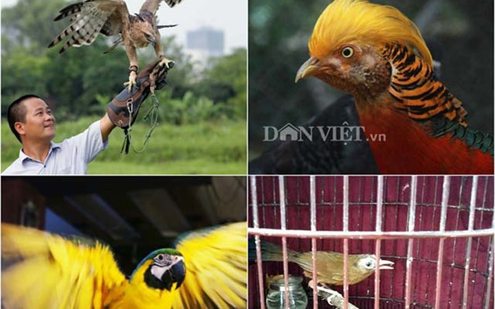 Không ít các đại gia Việt mạnh tay chịu chi rất nhiều tiền để thỏa mãn một thú vui: chơi chim cảnh quý giá "khủng".