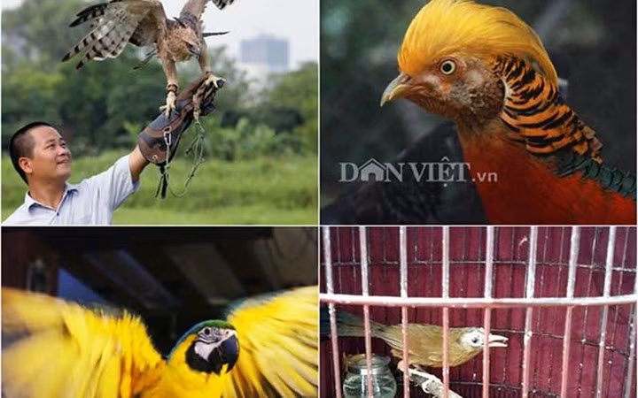 Không ít các đại gia Việt mạnh tay chịu chi rất nhiều tiền để thỏa mãn một thú vui: chơi chim cảnh quý giá "khủng".