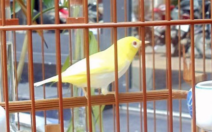 Chim biến đổi gen giá 10.000 USD.