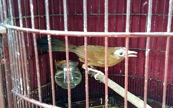 Nuôi họa mi chọi – thú chơi “bậc quân vương” của các quý ông.