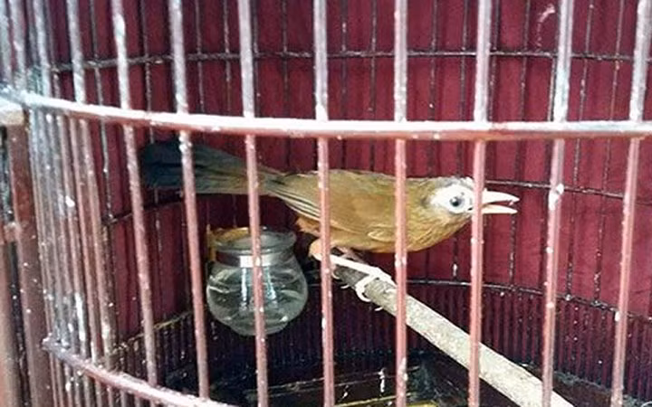 Nuôi họa mi chọi – thú chơi “bậc quân vương” của các quý ông.