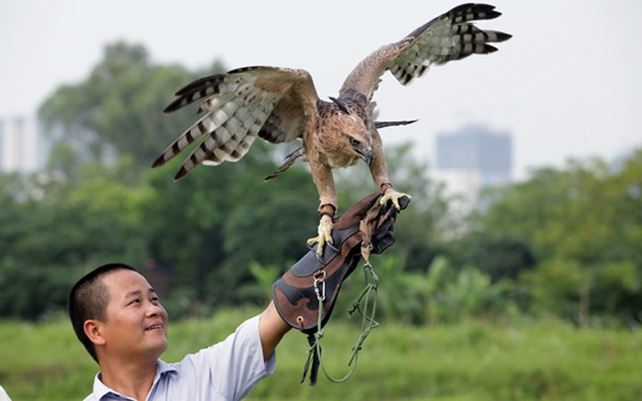 Bên cạnh những thú chơi chim thông thường như sơn ca, họa mi, chào mào… một số dân chơi chim còn có niềm đam mê với những chú chim săn mồi.