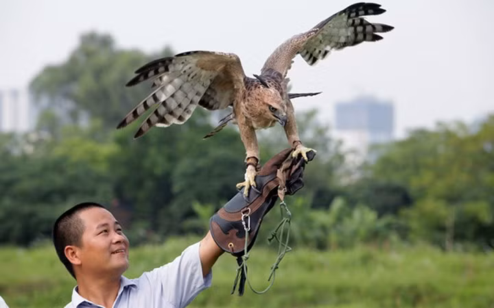 Bên cạnh những thú chơi chim thông thường như sơn ca, họa mi, chào mào… một số dân chơi chim còn có niềm đam mê với những chú chim săn mồi.