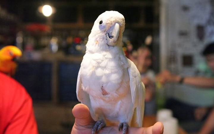 Chú vẹt Úc màu trắng này có giá gần 2.000USD mới được vài tháng tuổi.