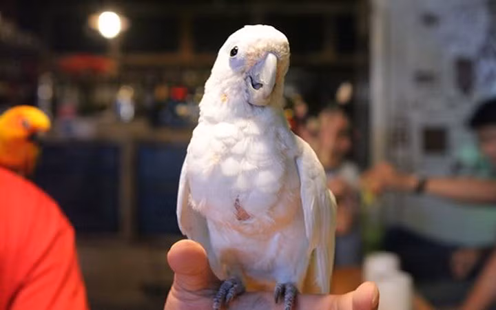 Chú vẹt Úc màu trắng này có giá gần 2.000USD mới được vài tháng tuổi.