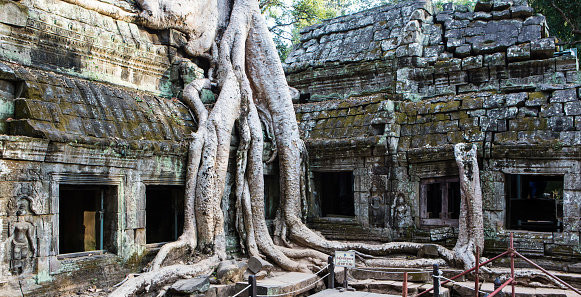 Ngôi đền Ta Prohm là địa điểm du lịch nổi tiếng ở Campuchia.