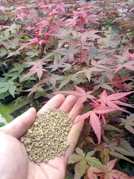 Doc nhat Viet Nam: Lao nong so huu hang ngan cay phong la do-Hinh-5