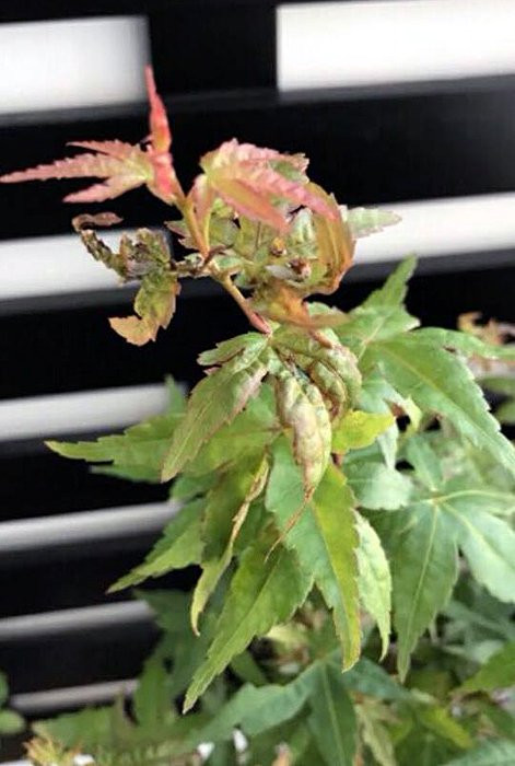 Doc nhat Viet Nam: Lao nong so huu hang ngan cay phong la do-Hinh-4