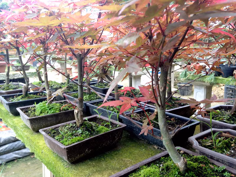 Doc nhat Viet Nam: Lao nong so huu hang ngan cay phong la do-Hinh-2