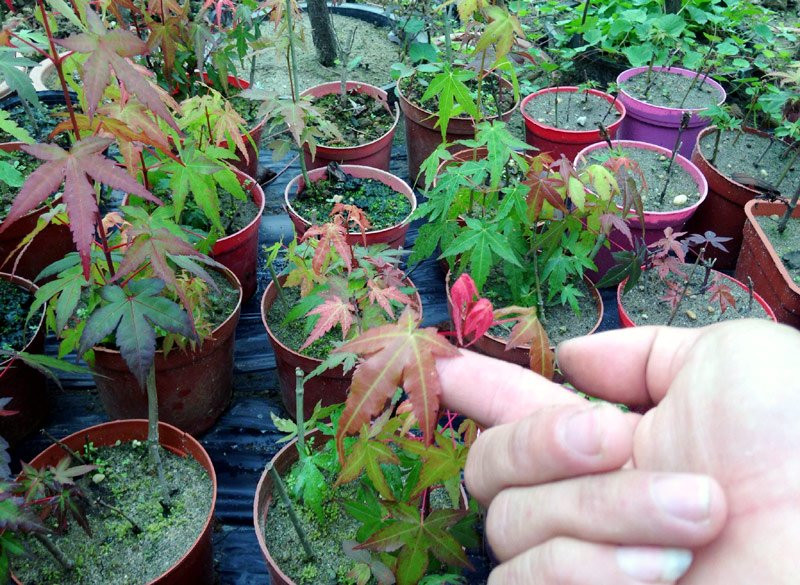 Doc nhat Viet Nam: Lao nong so huu hang ngan cay phong la do-Hinh-7