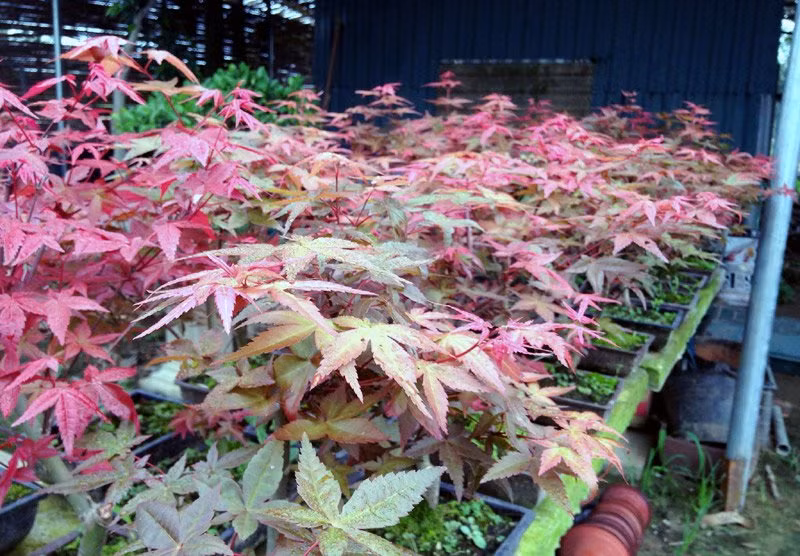 Doc nhat Viet Nam: Lao nong so huu hang ngan cay phong la do-Hinh-8