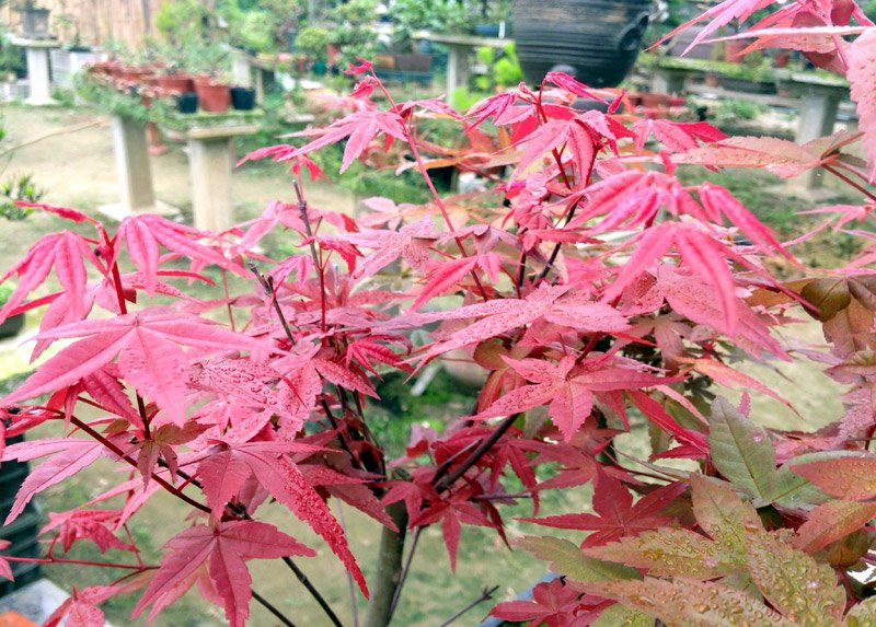 Doc nhat Viet Nam: Lao nong so huu hang ngan cay phong la do