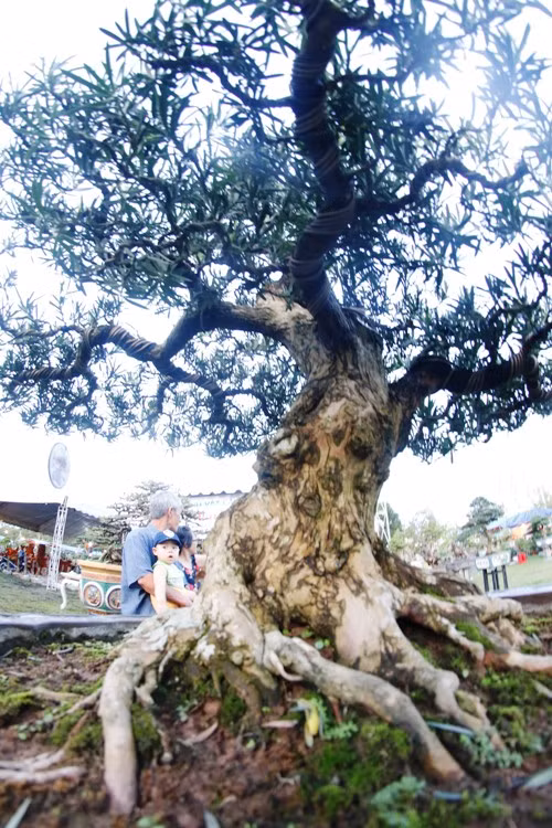 Ngam dan cay canh kich doc tien ty cua dai gia Binh Dinh-Hinh-5