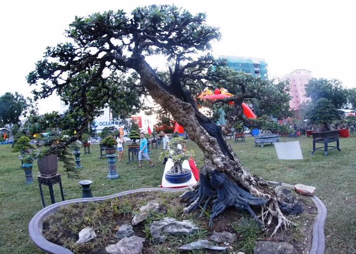 Ngam dan cay canh kich doc tien ty cua dai gia Binh Dinh-Hinh-16