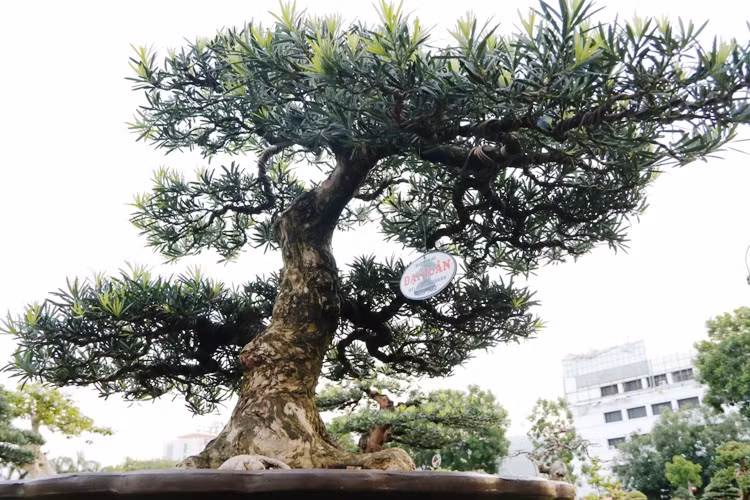 Ngam dan cay canh kich doc tien ty cua dai gia Binh Dinh-Hinh-7