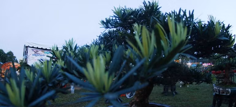 Ngam dan cay canh kich doc tien ty cua dai gia Binh Dinh-Hinh-6