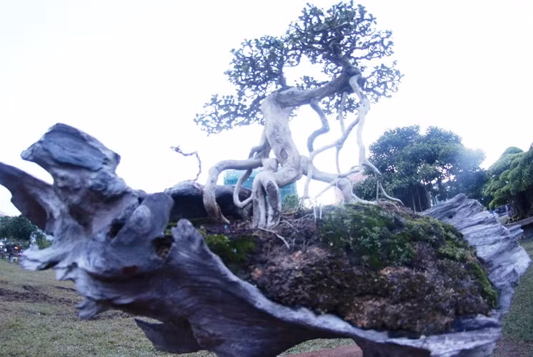 Ngam dan cay canh kich doc tien ty cua dai gia Binh Dinh-Hinh-14