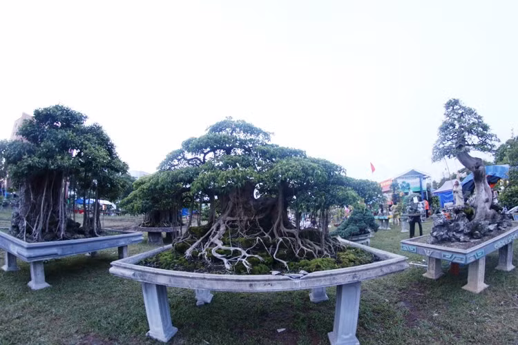 Ngam dan cay canh kich doc tien ty cua dai gia Binh Dinh-Hinh-9