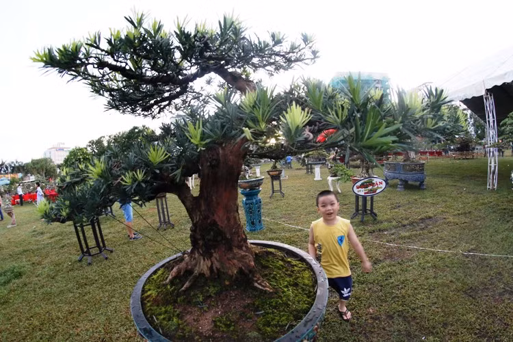 Ngam dan cay canh kich doc tien ty cua dai gia Binh Dinh-Hinh-3