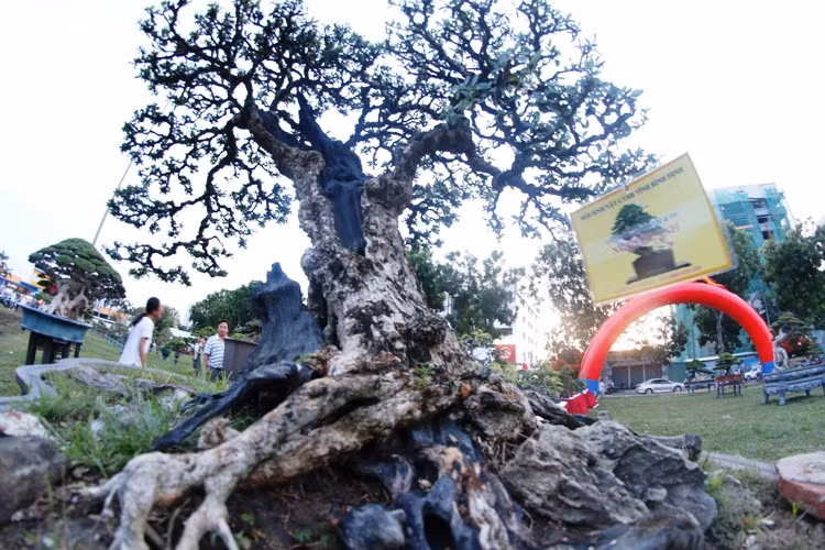 Ngam dan cay canh kich doc tien ty cua dai gia Binh Dinh-Hinh-17