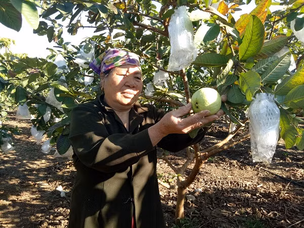 Thành quả mà vợ chồng bà Tuyến có được là những trái ổi quả to, ăn ngon, giòn, ngọt rất được nhiều khách hàng ưa thích.