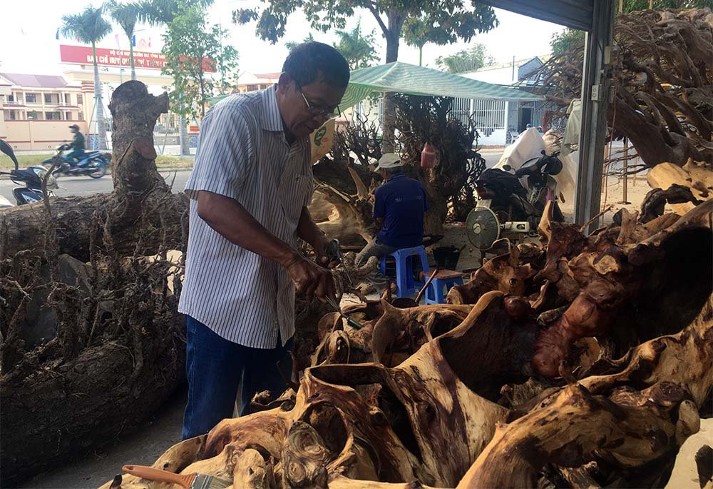 Ông Kiên cho biết gốc cây này có người trả giá 35 tỷ đồng nhưng ông không bán.