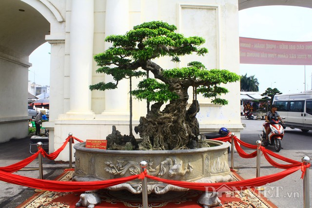 Nổi danh trong giới chơi cây chuyên nghiệp về độ chịu chơi khi đầu tư rất nhiều tiền bạc, công sức vào cây cảnh cũng như sở hữu nhiều cây cảnh độc lạ và có giá trị cao. Mới đây, tại triển lãm Sinh vật cảnh Hải Dương ông Lại Quang Hòa hay còn gọi là “Hòa Taxi” (SN 1961, Văn Giang, Hưng Yên) khiến mọi người trầm trồ trước vẻ đẹp và sự bề thế của cây sanh cổ “Độc long kim cương”.