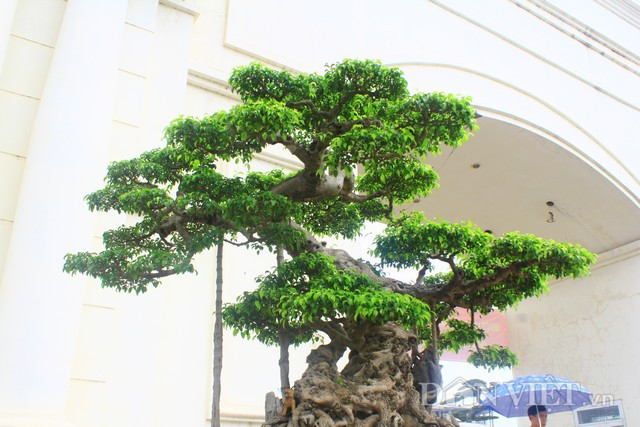 Tuy không muốn bán nên ông Hòa không tiết lộ về giá cây sanh này nhưng theo nhiều người chơi cây chuyên nghiệp cây trên đã từng được định giá triệu đô.