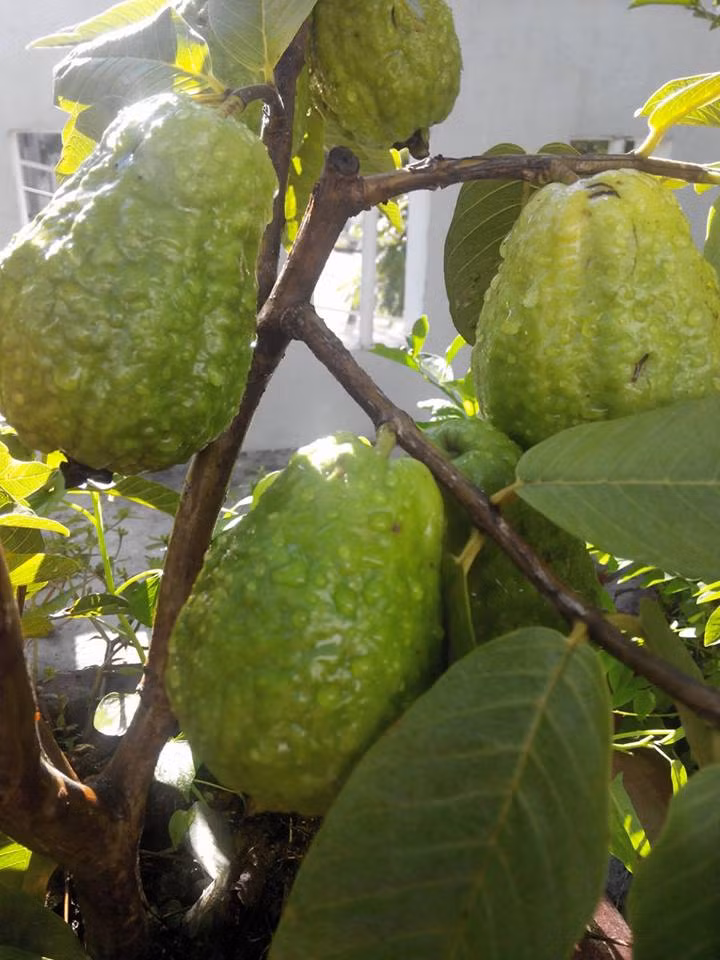 Những trái ổi lủng lẳng trong vườn.