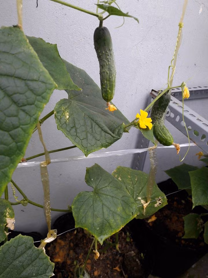 "Giữa mùa hè nóng nực, ra vườn hái những trái dưa chuột tươi ngon vào ăn thì thật tuyệt" - anh Huy kể.